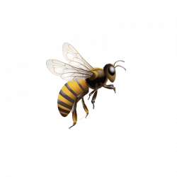 Honey bee Insect Beehive Clip art - Bees in the air 800*800 ...