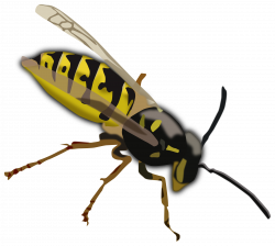 Clipart - Wasp