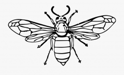 Insect Clip Art Transprent Png Free Download Ⓒ - Wasp Black ...