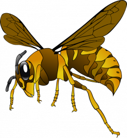 Brown Yellow Hornet clip art - vector clip art online, royalty ...