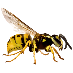Japanese giant hornet European hornet Vespa simillima Clip art ...