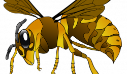 Cómo espantar las abejas con un remedio casero a base de eucalipto ...
