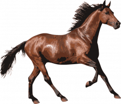 Brown Race Horse transparent PNG - StickPNG