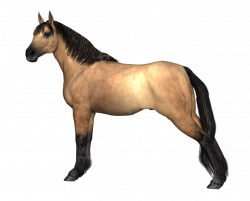 Horses Brown Horse Hind Legs Stretched transparent PNG - StickPNG