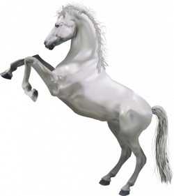 Transparent White Horse | Zvieratká | Pinterest | White horses ...
