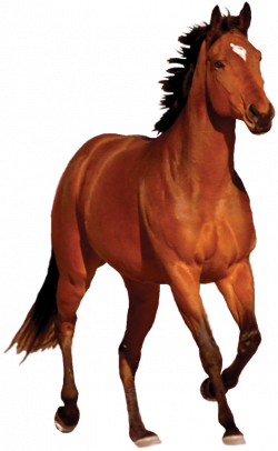 Horse PNG by CaptainJackHarkness on DeviantArt