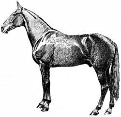 28+ Collection of Vintage Horse Drawing | High quality, free ...