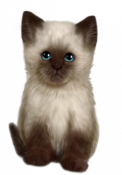 Pin by emmelie on all the different types of cardigan corgis ...