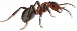 Ants Clipart transparent background - Free Clipart on ...