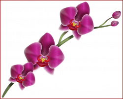 Astonishing Home Clipart Png Fun Gallery Picture U Flowers Pic For ...