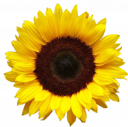 Sunflower Pics - QyGjxZ