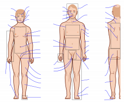 File:Human body features with blank labels.svg - Wikimedia Commons