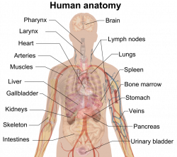 Parts of Human Body | Fosfe.com