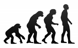File:Human evolution.svg - Wikimedia Commons