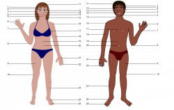Clipart - Human body both genders with Numbers