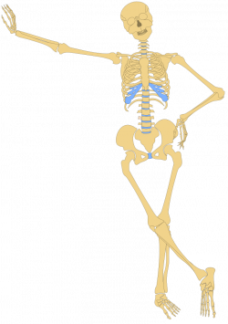 OnlineLabels Clip Art - Human Skeleton(Outline)