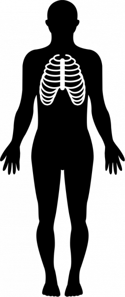 Human Body Silhouette With Focus On Respiratory System Svg Png Icon ...