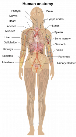 Increíble Anatomy Female Human Body Pictures Patrón - Anatomía de ...