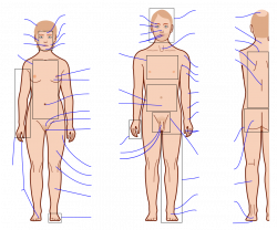 File:Human body features with blank labels.svg - Wikimedia Commons
