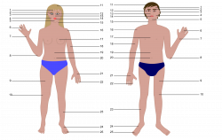 Clipart - Human body, man and woman, with numbers