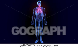 Stock Illustration - 3d illustration of human body organs ...