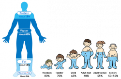 The human body and water | Otsuka Pharmaceutical Co., Ltd.