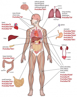 Human body | Human body | Human body anatomy, Body organs ...