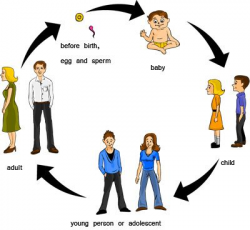 Lifecycle of a human being | science project | Human life ...