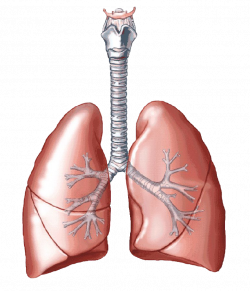 Lungs PNG Transparent Images | PNG All
