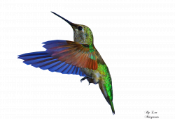 Bird animated | Transparent Background | Pinterest | Hummingbird ...