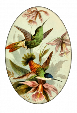 vintage Hummingbirds #4 from Create with TLC | овальные,круглые ...