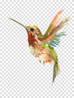 Multicolored hummingbird painting, Hummingbird Watercolor ...