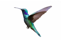 Hummingbird Bird flight Clip art - Bird png download - 3082 ...