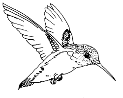 Free Hummingbird Clipart Black And White, Download Free Clip ...
