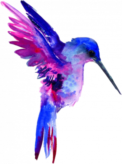 Report Abuse - Watercolor Hummingbird Clipart Free - Png ...