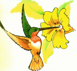 Free hummingbird clipart 6 » Clipart Station
