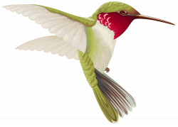 Hummingbird Clip art - Humming Bird Transparent Clip Art ...