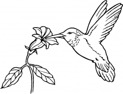 Free Hummingbird Cartoon Images, Download Free Clip Art ...