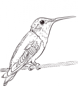 Ruby-throated Hummingbird coloring page | Free Printable ...
