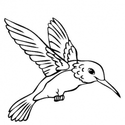 color book humming birds | Hummingbird Coloring Page | Color ...
