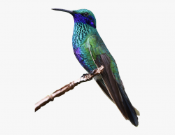 Hummingbird, Bird, Nature, Tropical - Small Colorful Birds ...