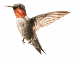 Hummingbird png - Free PNG Images | TOPpng