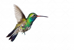 Hummingbird Clipart - clipart