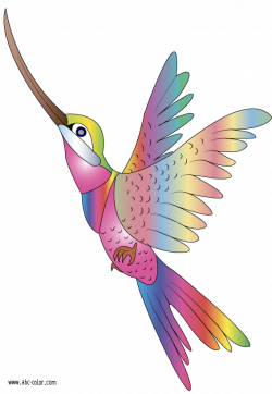 Bird Clipart | Raster coloring colibri - 1182х1715 | Birds ...