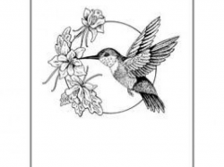 Hummingbird Flower Drawing at PaintingValley.com | Explore ...