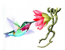 Collection of Hummingbird clipart | Free download best ...