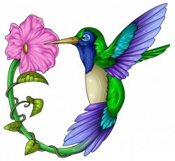 28+ Collection of Hummingbird Clipart Png | High quality, free ...
