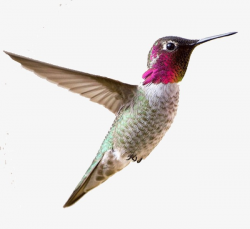 Creative Graphic Hummingbird Flying Fig. #180180 - PNG ...