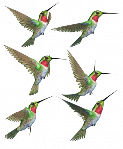 Humming Birds-1 PNG Stock by Roy3D on DeviantArt