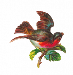Hummingbird Clipart realistic animal - Free Clipart on ...